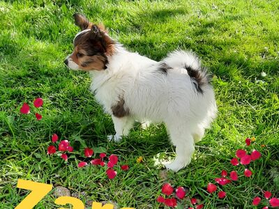Papilloni kutsikas