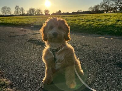 Cockapoo kutsikas