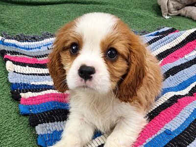 Cavalier King Charles spanjeli kutsikad!