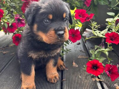 Isane rottweileri kutsikas tõutunnistusega