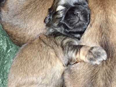 TÕUPUHTAD SHIH TZU KUTSIKAD