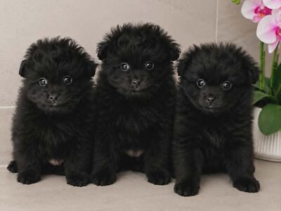 Pomopoo