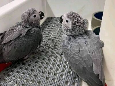 African grey parrots