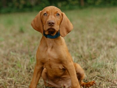 Ungari lühikarvalise linnukoera kutsikad (vizsla)