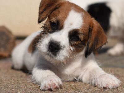 Jack Russelli terjeri kutsikas