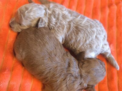 TOY POODLE