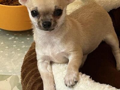Chihuahua, emane