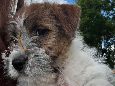 Jack Russell terjeri kutsikapoiss (FCI/LKF)