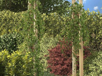 vidaXL roosikaar 150 x 60 x 204 cm, immutatud puit
