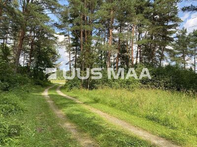 ELAMUEHITUSEKS SOBIV KINNISTU MÄNNIMETSAS!