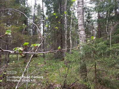 Vaikne koht metsade ääres. Ehitusõigus !