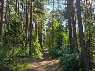 Müüa elamumaa kõrghaljastusega männimetsas