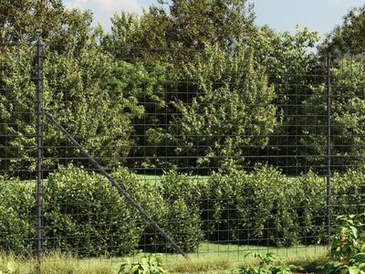 vidaXL traataed, antratsiithall, 1,4 x 25 m, tsingitud teras