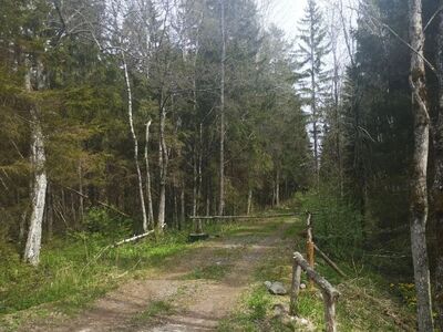 Põgene linnakärast metsaonni