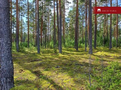 Ilusa männimetsaga kinnistu Värska lahe ääres