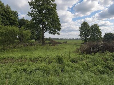 Ehitusloaga 1,78 ha elamumaa Varblas