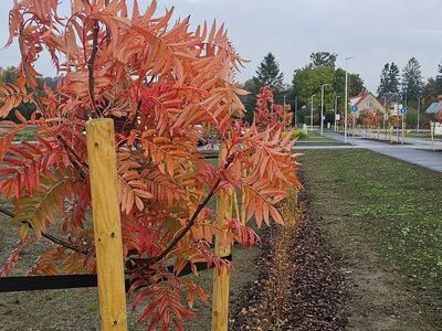 Paarismaja kinnistu koos eskiisprojektiga