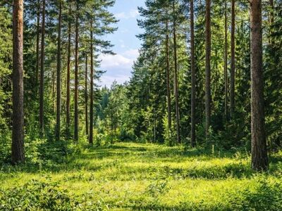 ELAMUMAA KINNISTU MÄNNIMMETSAS
