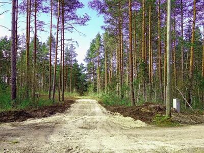 Äärelinna vaikus metsatukas.