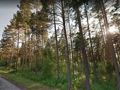 Imeilus männimets Pihkva järve kaldal