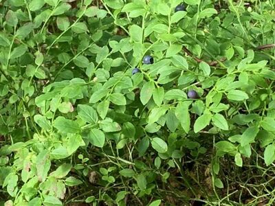 Privaatne metsaga elamumaa Hiiumaal