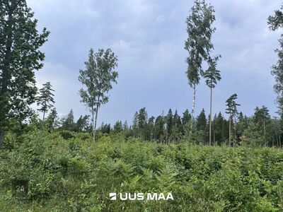 Suur projekteerimistingimustega kinnistu kodu rajamiseks!