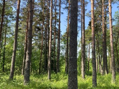 Merelähedane kinnistu Järve külas!