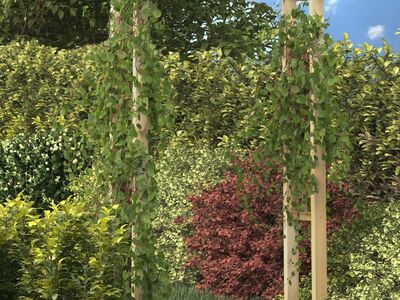 vidaXL roosikaar 150 x 60 x 204 cm, immutatud puit