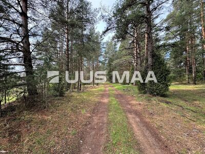 Müüa maatükk männimetsas!