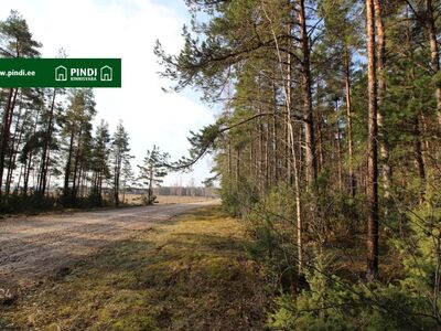 Ilusa männimetsaga kinnistu