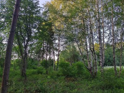 Parkmetsaga kinnistu, 1 km merest