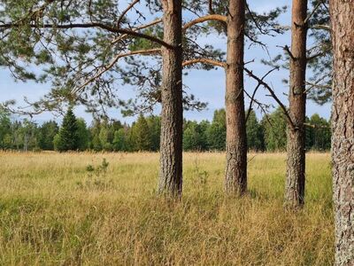 Müüa Tengi kinnistu, 2,17 ha, kaunil Kõpu poolsaarel, Mägipe külas, Hiiumaal