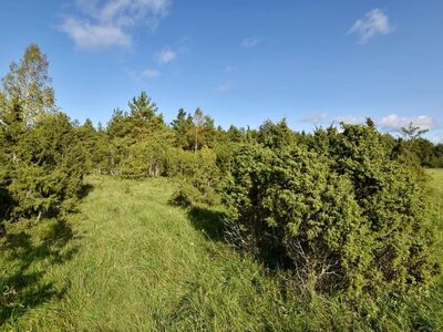 Ilusa männimetsaga 3,83ha maad Muhu saarel