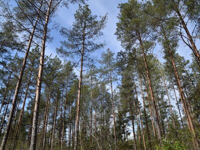 Männimetsaga maa! Võimalus osta 44113m² juurde