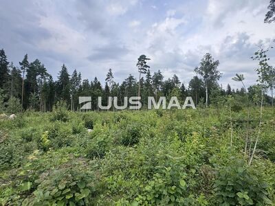 Suur projekteerimistingimustega kinnistu kodu rajamiseks!