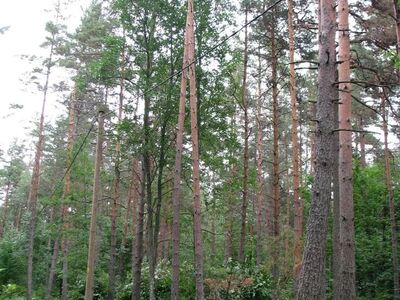 Avar männimetsane elamumaa Aruküla parkmetsas