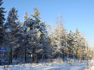 Kohilas männi metsas  kinnistu maja ehituseks