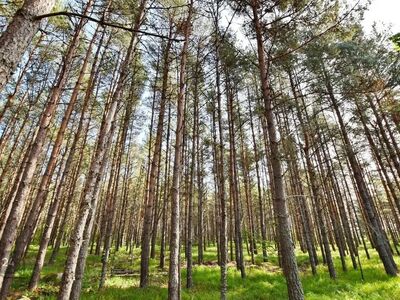 Ilusa männimetsaga 3,83ha maad Muhu saarel
