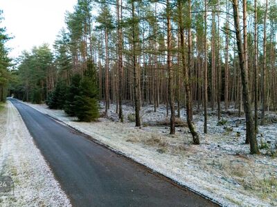 Ilus männimetsaga kinnistu kodu rajamiseks