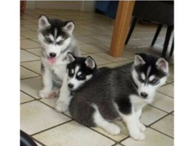 Siberian Husky Puppies ready for their new home.