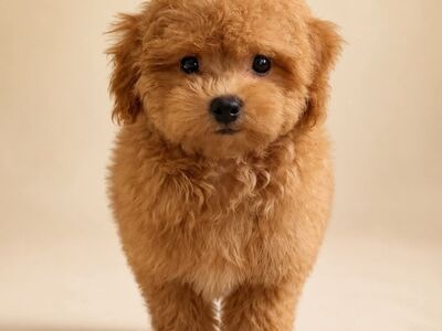 Maltipoo