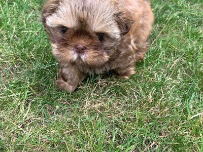 Shih Tzu kutsikad