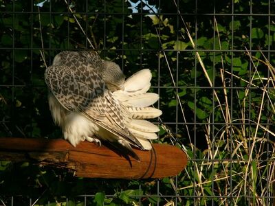 Buy GYR Falcon Eyasses Online