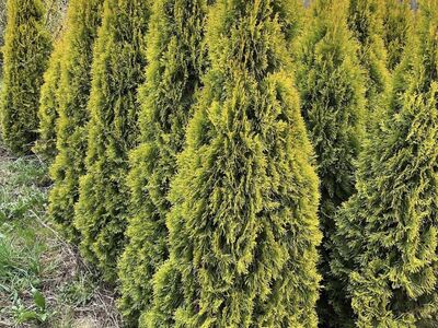 Elupuu Golden Smaragd 180-200cm