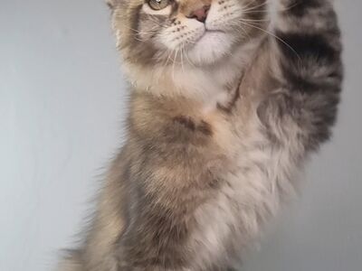 Maine-Coon Emane