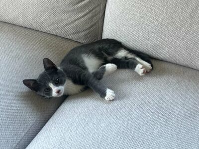 Kassipoiss Teodor