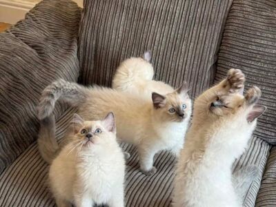 Beautiful Purebred Ragdoll Kittens