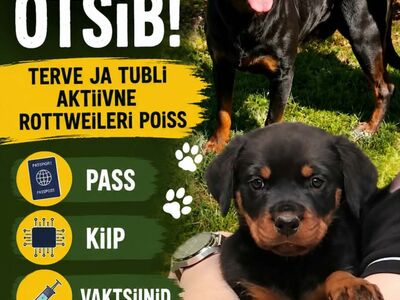 Rottweileri isane kutsikas
