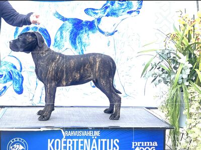 Cane Corso emane kutsikas