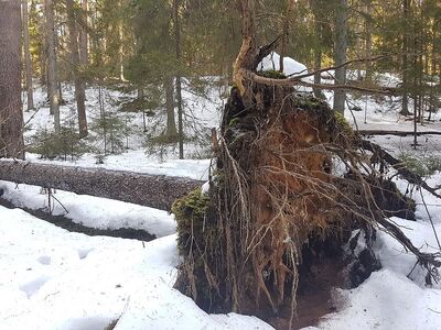 Saetööd ja võsalõikus